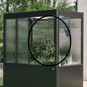 Rankhilfe für Gewächshaus Florentina und Gewächshausaufsatz Florentina